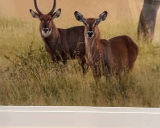 Framed Wildlife Deer in Nature Photograph 30 x 22.5