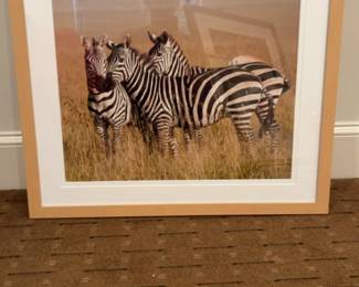 Framed African Zebra Wildlife Photography Print 30 x 30