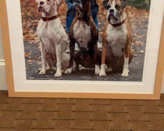Framed Three Boxers Photograph 30 x 26