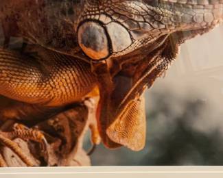 Framed Iguana Photograph 29 x 26