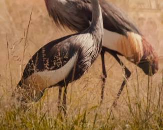 Framed African Crowned Cranes Photo 30 x 30