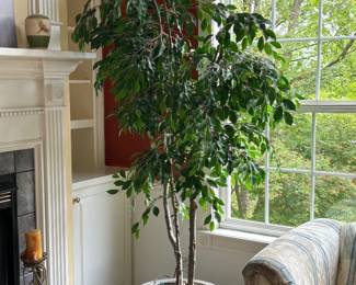 Faux Ficus Tree with Lights