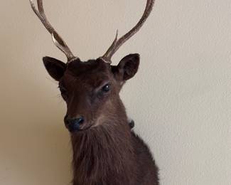 Japanese Sitka Deer