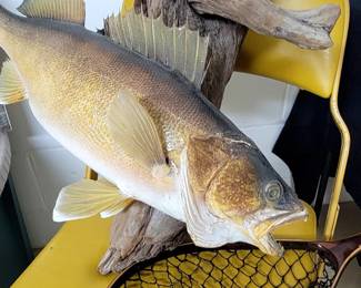 Walley taxidermy mounted on weathered driftwood