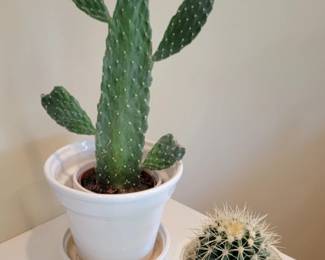 Don't be so prickly!
