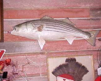 Large Rockfish mount.