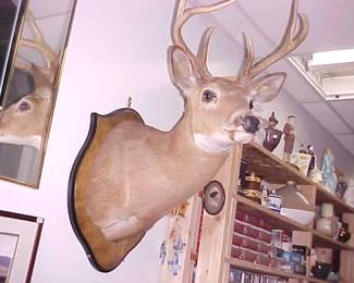 Fantastic large buck mount.