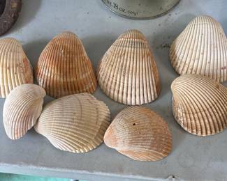 Giant Atlantic Cockle Shell (Dinocardium robustum)