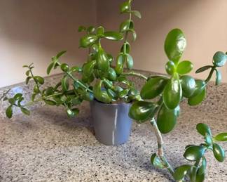 Jade Plant