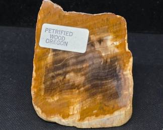 Petrified Wood Specimen From Oregon