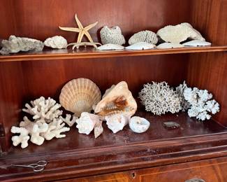 #86 - $80 - Coral & Shell collection & huge sponge 