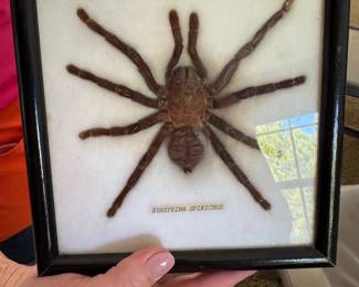 #108 - $36 - Taxidermy specimen of Euryopia Spinicrus spider 7x7