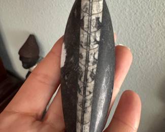 #96 - $25 - Orthoceras fossil 2.5x4