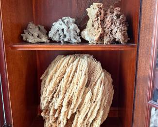 #86 - $80 - Coral & Shell collection & huge sponge 
