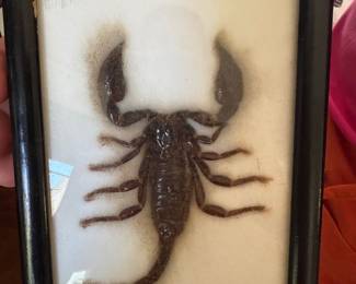 #100 - $36 - Taxidermy specimen of large Scorpion 5x7