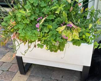 Glowpear Urban Garden Self Watering Planter with Pedilanthus Tithymaloides Devils Backbone and Oxalis