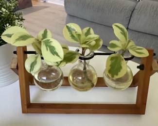 Variegated Peperomia Plant Propagation Station