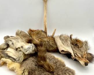 (5) Various Pelts & (1) Antler