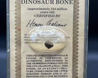 Dinosaur Bone Fossil — Approximately 154 Million Years Old