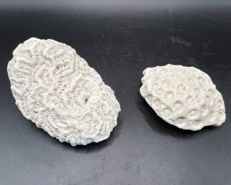 (2) Fossils — Brain Coral & Star Coral Specimens