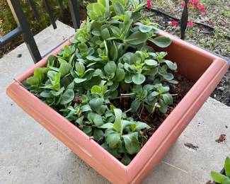 Beautiful Live Plant