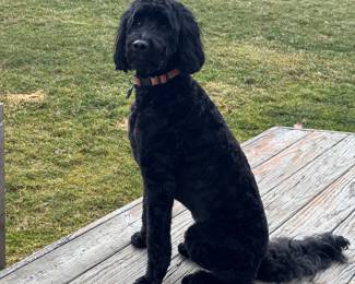 One Lucky Dog!  (Not for sale!)