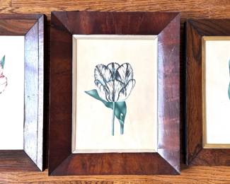 Set Antique Original Botanical Illustrations Engravings Lot #: 159