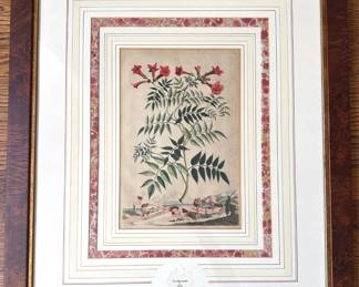 Abraham Munting (B162 Dutch) Hand Colored Botanical Etching With Certifcate Of Authenticity In Burl Wood Frame Lot #: 32