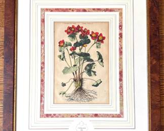 Abraham Munting (B162 Dutch) Hand Colored Botanical Etching With Certifcate Of Authenticity In Burl Wood Frame Lot #: 31