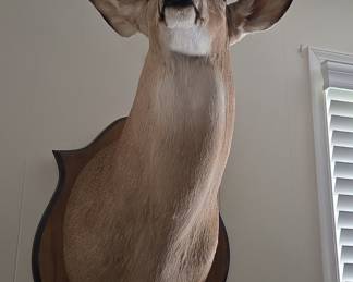 Taxidermy Whitetail Deer Mount - Kincaid Ranch