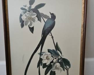 Fork-tailed Flycatcher (Muscicapa Savana) Lithograph after John James Audubon