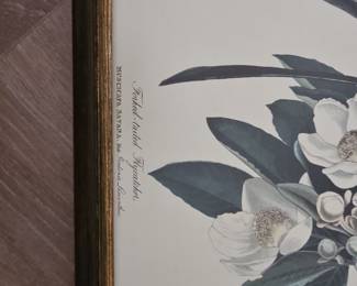 Fork-tailed Flycatcher (Muscicapa Savana) Lithograph after John James Audubon