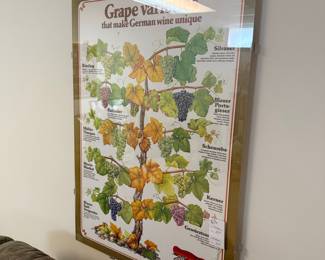 German Wine Grape Varieties Educational Poster