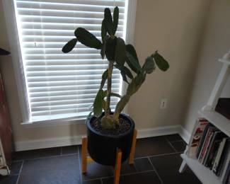 Schlumbergera opuntioides Cactus is easy to grow (species of Christmas cacti)