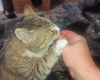 You were warned.   Naughty kitty.