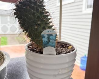 138 WhiteCeramicPotwCactus