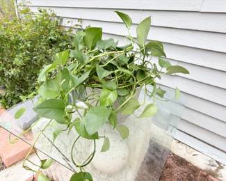 42 GoldenPothosPlant