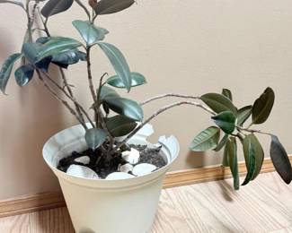 83 RubberPlantFicusElastica