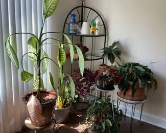 Black Metal Corner Plant Stand with Assorted Houseplants and Pots
