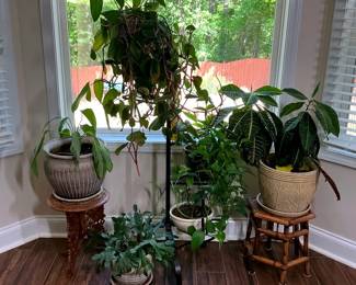 Live Indoor Houseplants with Stands and Planters