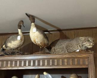 full mount taxidermy bobcat and pr of ducks