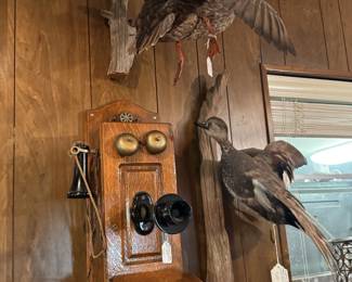 taxidermy wall-mounted flying fowl