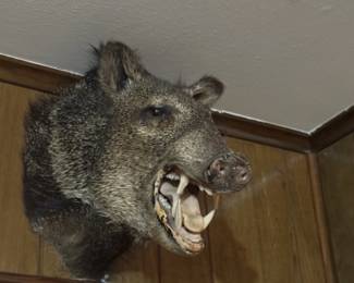 taxidermy warthog