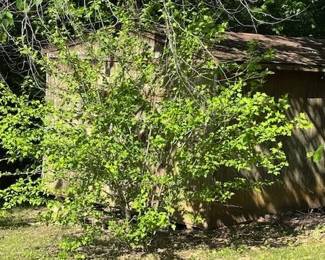 These 3 sheds are opening during the sale. All 3 had to be fumigated for wasps and spiders. They are all clear of this week and are full of everything especially tools and equipment. Who knows what "goodies await iinside!"
