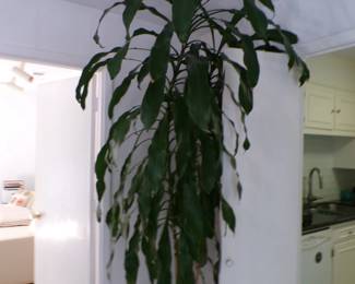Large Live Plant
