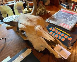 Steer Skull 