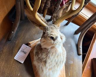 Taxidermy 