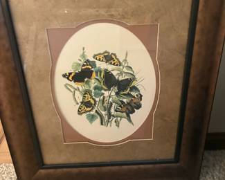 . . . butterflies