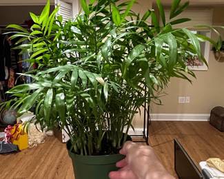 Parlor Palm (Chamaedorea elegans)