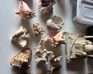 Rare sea shells 